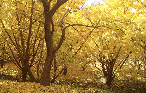 千本イチョウ