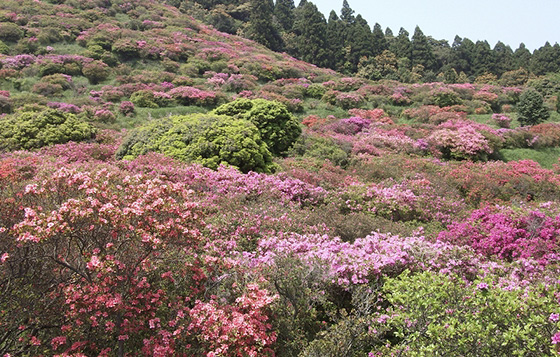 高峠つつじヶ丘公園