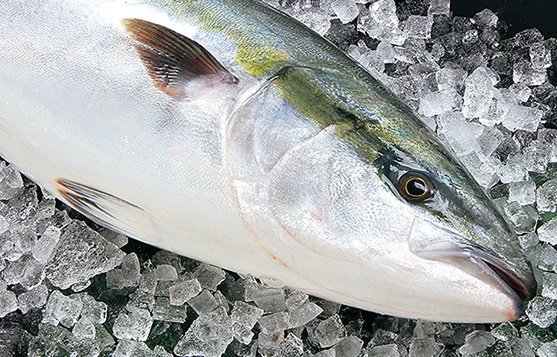 ぶり大将　「魚ファースト」の愛と情熱