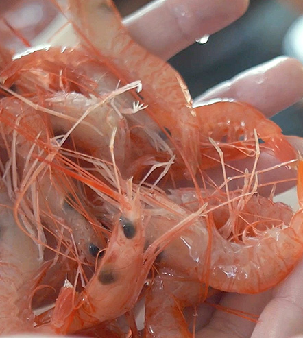 姫甘海老　「海の宝石」は、垂水の隠れた名産品